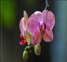Mukherjee and MacWilliam - Embracing the Feminine