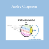 Sphere of Influence - Andre Chaperon